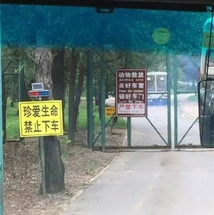 “老虎吃人”事件中，监控镜头外的一个细节让人想哭…