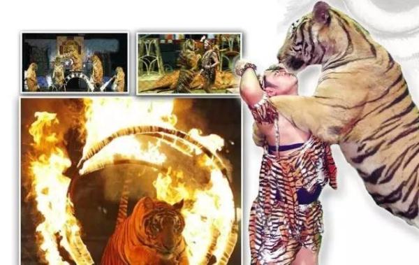 中国女游客在泰国虎园失踪，两百人搜寻未果，园内有100多只老虎