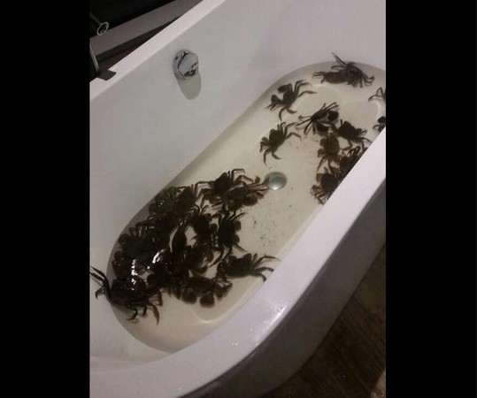 一名山东大叔前往俄罗斯旅游，竟在浴缸养螃蟹。（图片来源：台湾东森新闻云）
