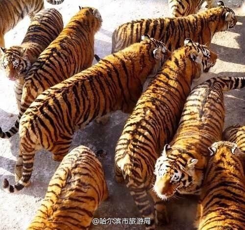 拥有肥胖基因的橘猫: