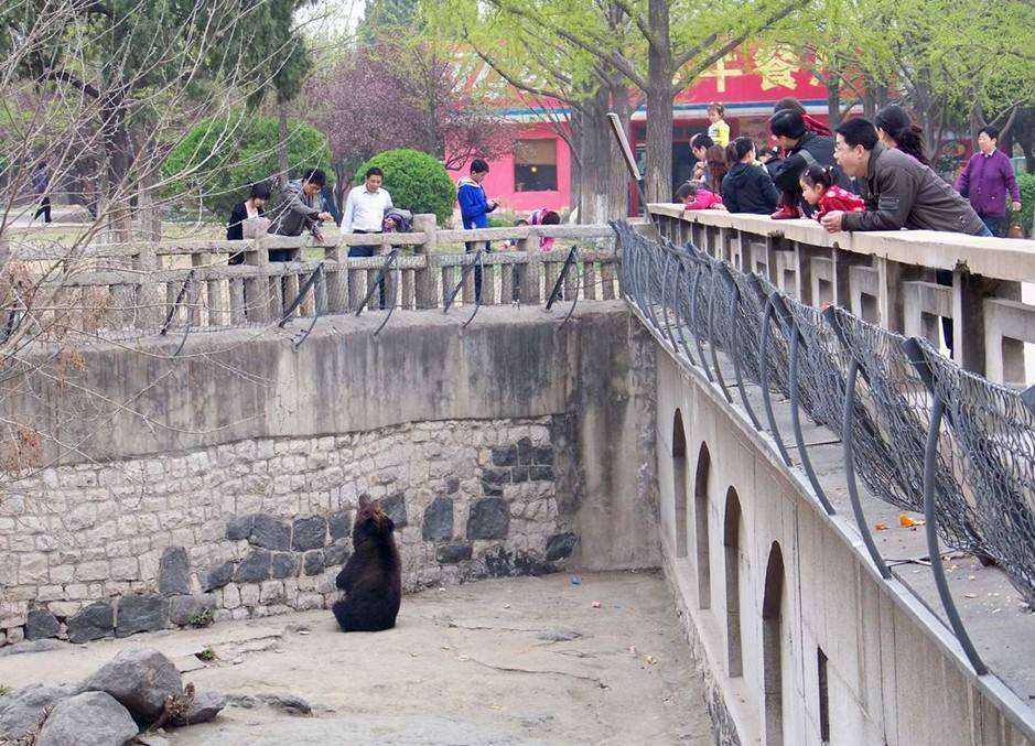 这种人居高临下，熊几乎没有任何躲藏之地的“熊山”设计过去在中国动物园很常见。