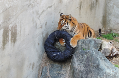 日本茨城县神峰动物园的丰容设计：把丹宁布包在轮胎外面，任由老虎、狗熊、狮子撕咬