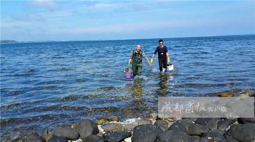 7年前，四川姑娘边苗苗和丈夫罗尼一起到了丹麦，虽然偶尔也会吃吃生蚝等海鲜，但从没有到海边挖生蚝的经历。