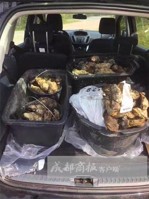 尽管如此，边苗苗仍感到惋惜：“还是没有经验啊，桶带小了，要是天气好的话，我们还要烤几个小时，起码还能挖几百斤生蚝。”