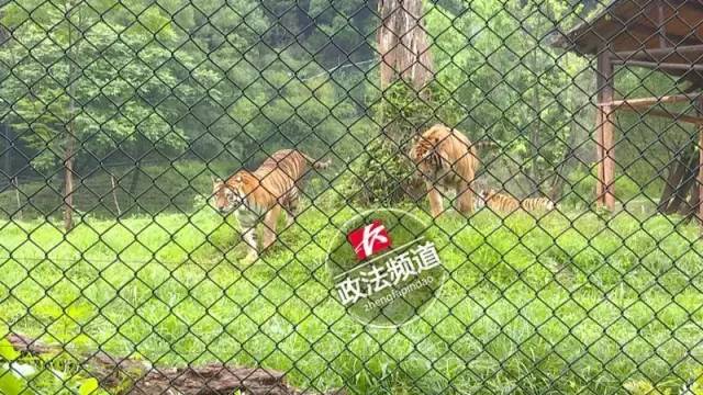 2女1男为逃票翻墙进动物园 落地时周围站了7只虎