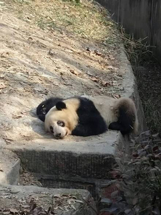 得了螨虫眼病的熊猫