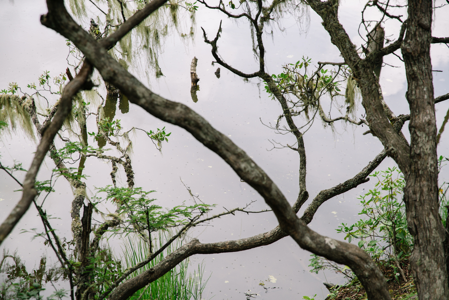 普达措国家公园属都湖畔，每棵树上都挂着丝状淡绿色的寄生植物松萝，因当地人认为只会在空气质量极为良好的环境下生长，所以它也被称为环境监测计。