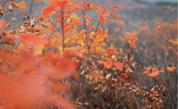 精明“错峰游”看这里!赏最美红叶，住风情民宿，每一处都是仙境!